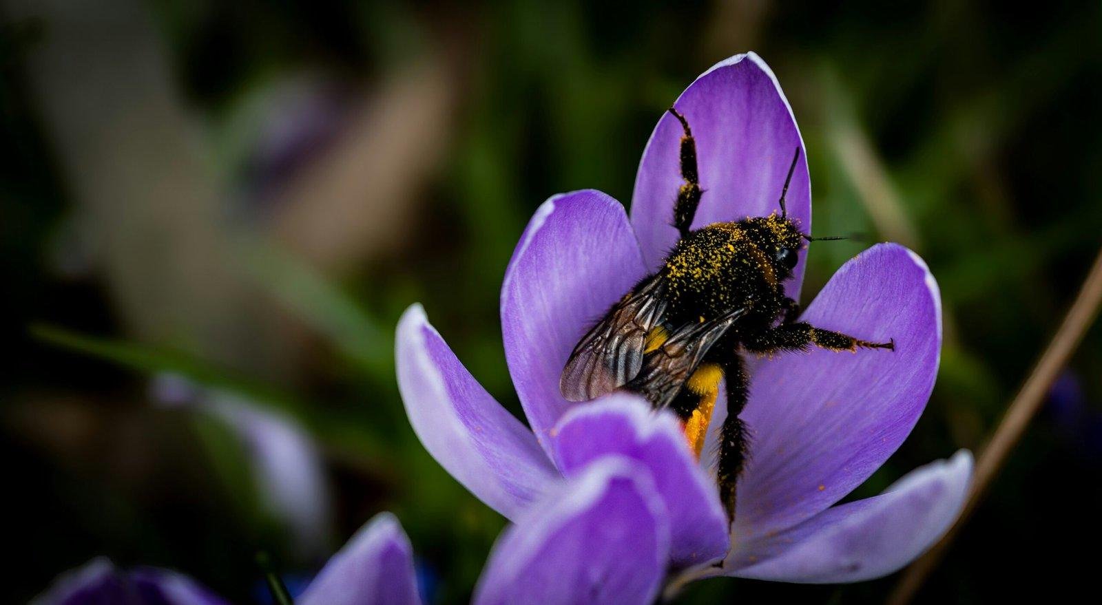 a bee sitting on top of a purple flower