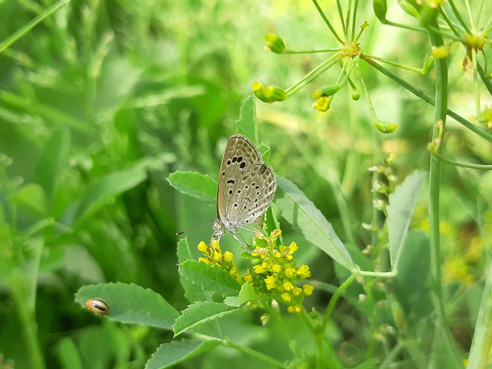 a butterfly sitting on a flower in a field